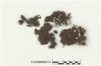 藏品(耳葉蘚屬)的圖片